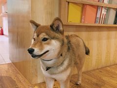 -柴务处·柴犬主题狗咖