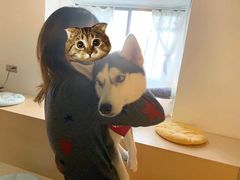 -Husky Go! 哈士奇体验馆·宠物咖啡厅狗咖