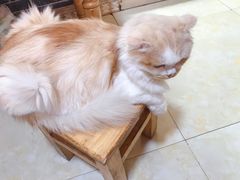 -啊马英豌豆粉