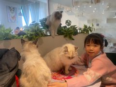 -喵喵咪呀布偶猫咖(春熙路店)