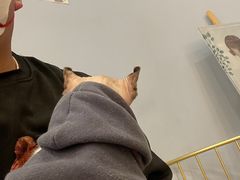 -BABIT巴比特宠物(MOMOPARK店)