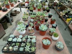 -龙大花卉苗木市场