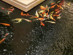 -龙悦湾酒家·八阵鱼生·渔人码头店