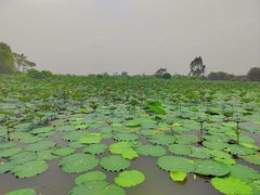 -江门古劳水乡旅游区