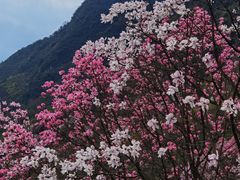-九皇山景区