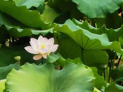 -成都杜甫草堂博物馆