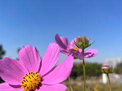 -小麦岛公园