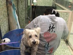 -瑞鹏宠物医院·微创内窥镜·骨外科·牙科(翠竹分院)