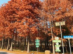 -上海长兴岛郊野公园