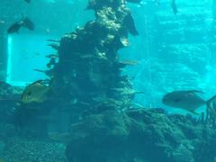 -海棠湾洲际-涛·海底餐厅·美人鱼·自助餐·海底隧道
