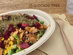 -油梨树AVOCADO TREE(顺义新国展店)