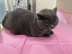 -北京观赏动物医院·24小时大型综合·猫专科·异宠专科
