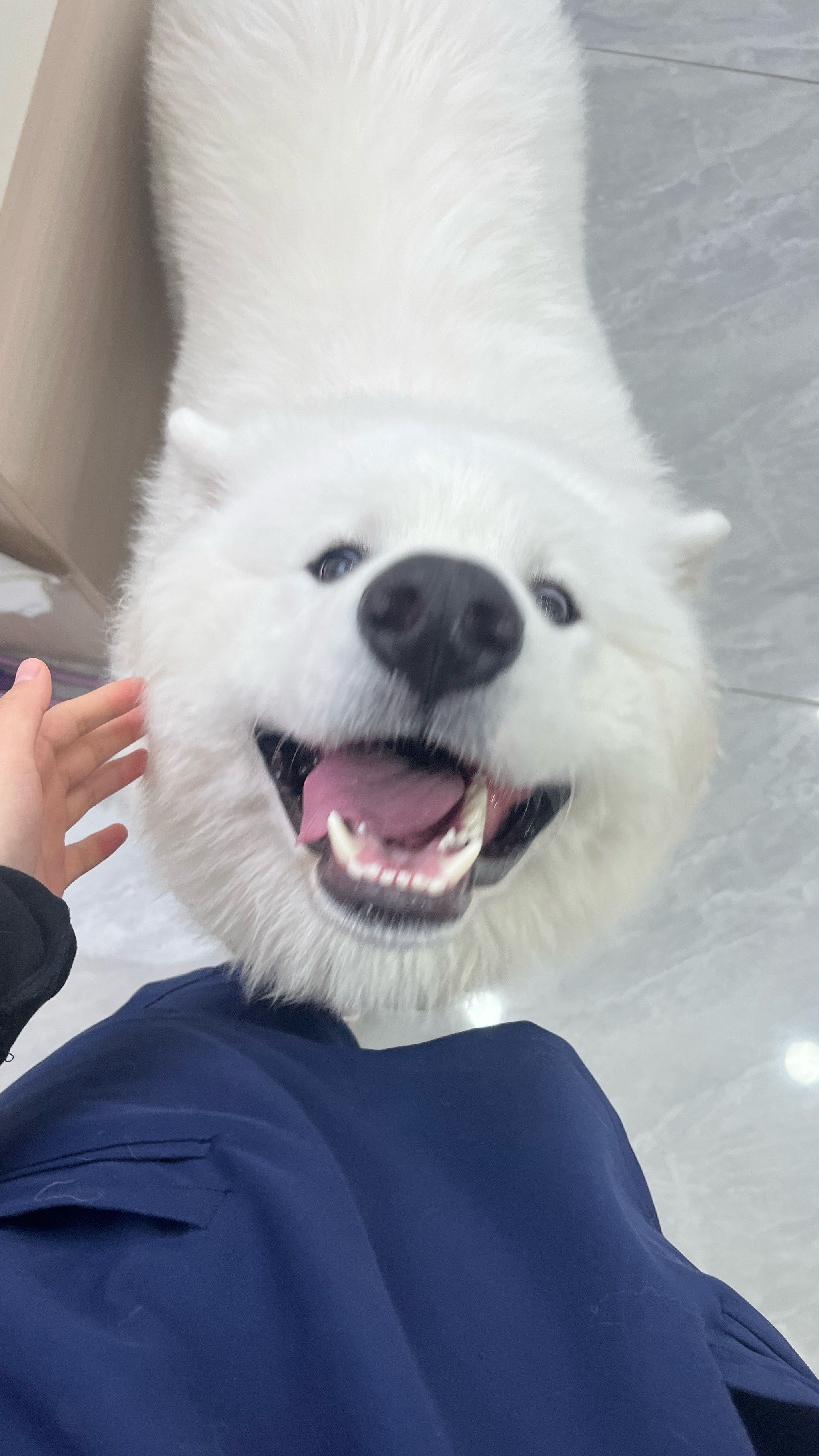 狗狗微笑攻势来袭