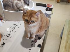 -藏猫猫咖啡主题馆(中央大道店)