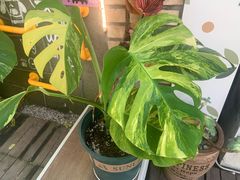 -Rabbit Cafe私房西餐甜点咖啡(栖霞路店)