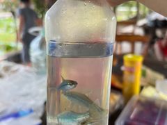 -同銮特种养殖场·龙虾垂钓