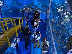 -迪拜水族馆及水下动物园