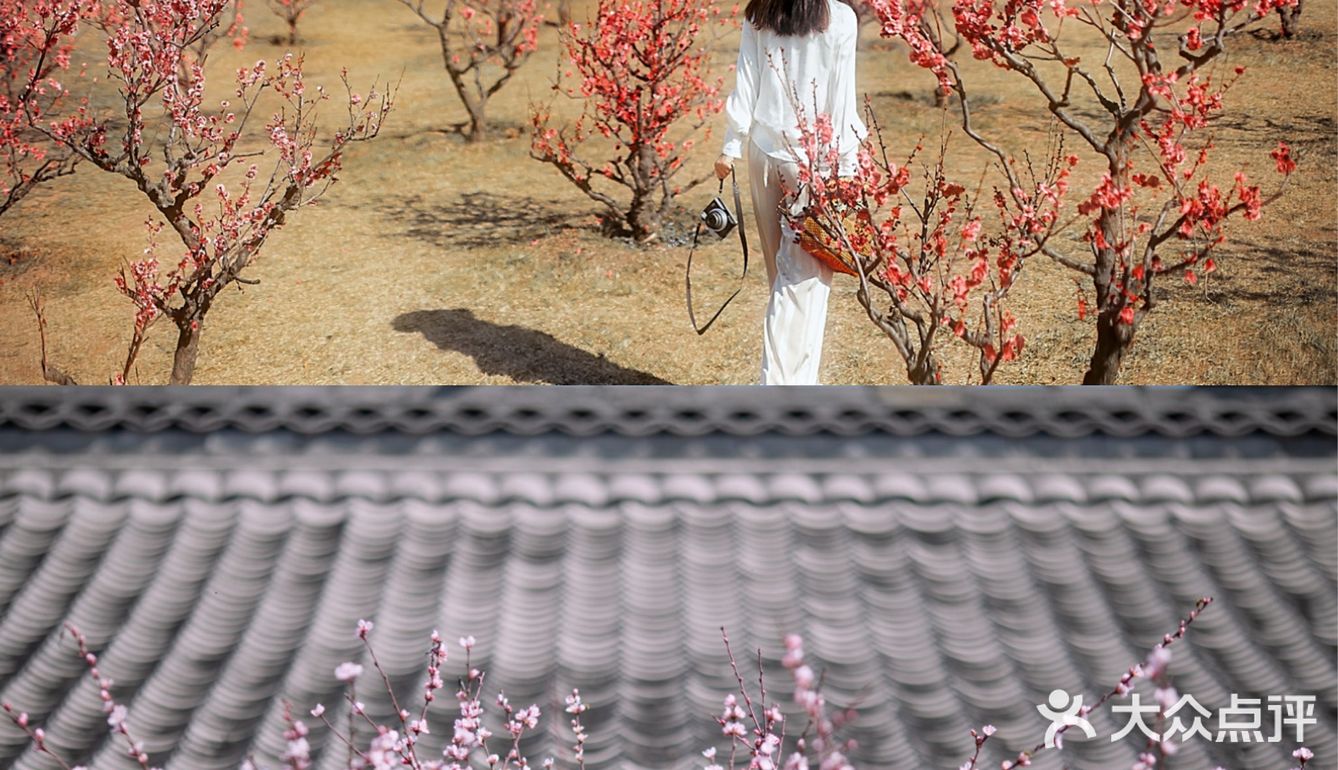 西安新晋赏花地——长安唐村