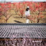 西安新晋赏花地——长安唐村