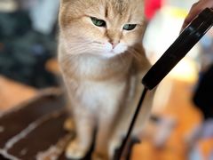 -猫小院猫主题餐厅(南锣旗舰店)