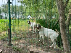 -同銮特种养殖场·龙虾垂钓