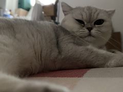 -伟伟宠物医院·瑞派猫友好医院·猫科(光谷店)
