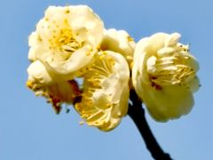 -新虹桥中心花园