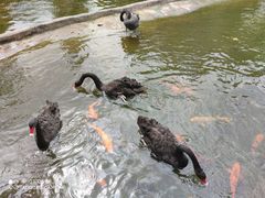 -海南热带野生动植物园