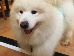 -more than meow吴止猫主题餐厅(承德 中船汇店)