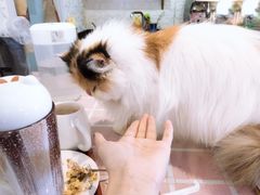 -吉丁鸟咖·异宠·寄养