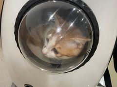 -米苏动物医院·犬猫专科·骨科外科内窥镜