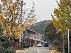 -千年银杏谷文化旅游区