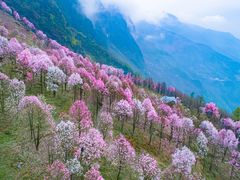 -九皇山景区
