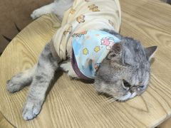 -楼上猫咖(罗湖店)