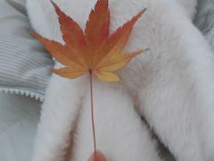 -秋霞圃