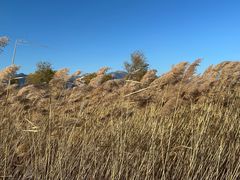 -野鸭湖国家湿地公园