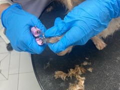 -达爱动物医院·犬猫分区·CT·复杂眼科(远洋山水分院)