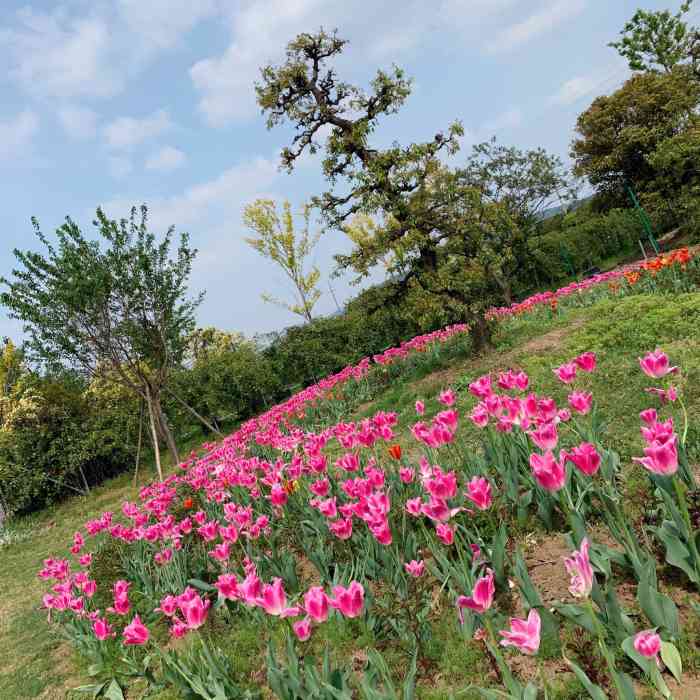 九龙湾花星球-"#打卡无锡绣球花系列#5,九龙湾花彩小镇.