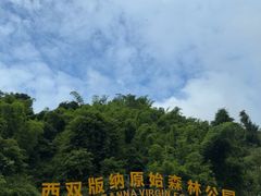 -西双版纳原始森林公园