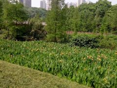 -重庆彩云湖湿地公园
