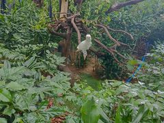 -广州长隆飞鸟乐园