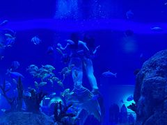 -石家庄极地海洋世界