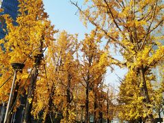 -两江幸福广场
