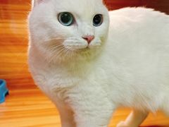 -猫十亿·布偶金渐层·曼基康矮脚猫舍(青年路店)