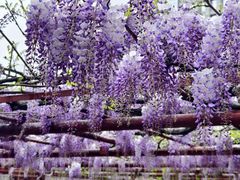 -嘉定紫藤园