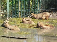 -溱湖国家湿地公园