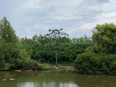 -大湾区中央湿地公园