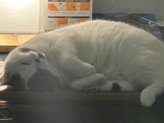 -瑞鹏宠物医院·骨科·猫科·内科(第一中心)