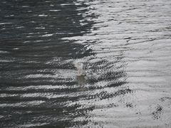 -珠江夜游天字码头