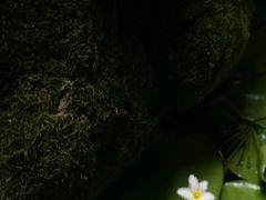 -普洱茶府(博乐广场店)